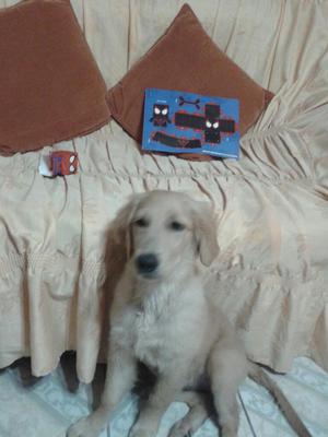 Vendo Labradora Golden Retriver