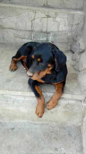 Vendo Perro Rottweilerhembra