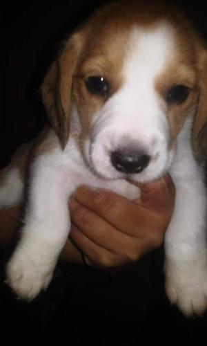 Vendo lindos beagle