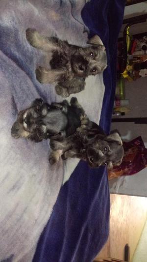 Venta de Mini Schnauzer