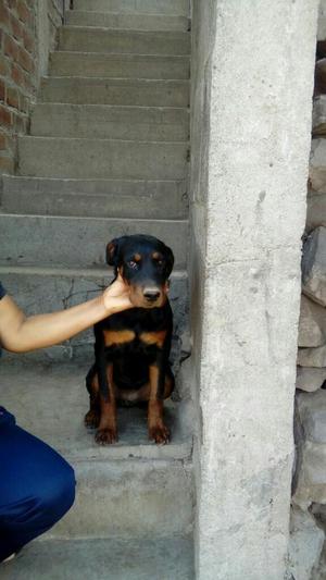 Venta de Rottweiler