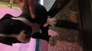american bully