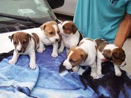 autenticos jack russell terrier a 450 soles tlf 