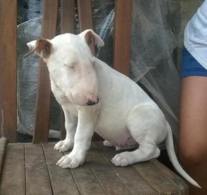 cachorro bull terriers