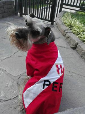 ropa para perros