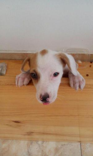se vende bella cachorrita Jack Rusell Terrier