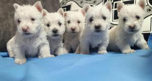 vendo perritos west highland white terrier