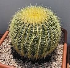 Cactus Asiento De Suegra Semillas Cactus