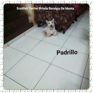 Bello Scottish Terrier Busca Lindas Novias