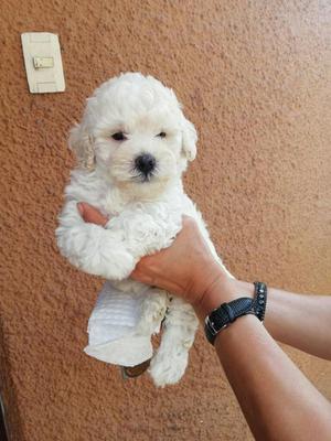 Bichon Frise Cachorros