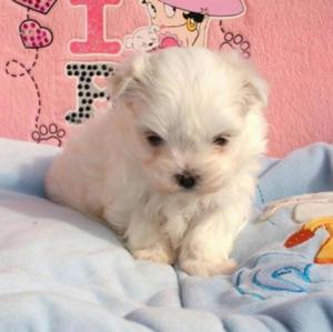 Bichon Maltes Oferta