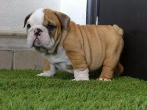 Bulldog Ingles