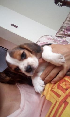 Cachorritos Beagle Tricolor en venta