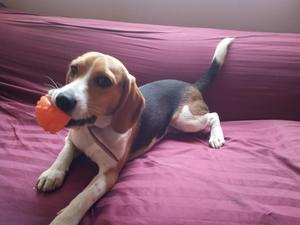 Cachorro Beagle de 1 ao de edad