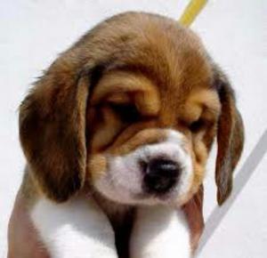 Cachorros Beagle Tricolor Pedigree Ocasi