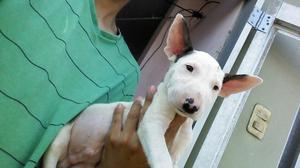 Cachorros Bull Terrier