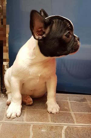 Cachorros Bulldog Frances Linea Europea