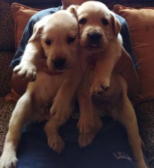 Cachorros Labradores