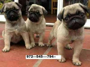 Cachorros Pug Carlinos Full Pedigree