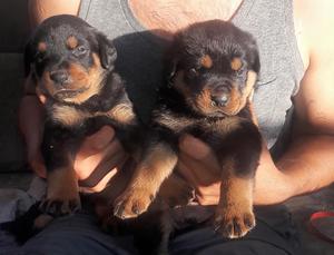 Cachorros Rottweiler