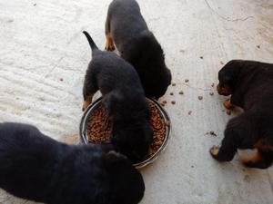 Cachorros Rottweiller