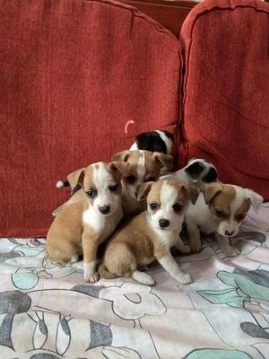 Chihuahua Cruze con Jack Russell