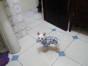Chihuahua Miniatura Cabeza de manzana Brinda Servicio De