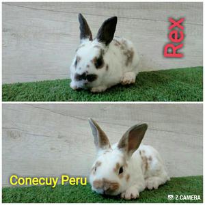 Conejitos Rex Mascota Conecuy Peru