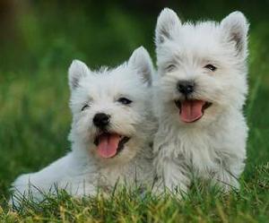 Excelentes cachorros west Highland Terrier Padres Presentes