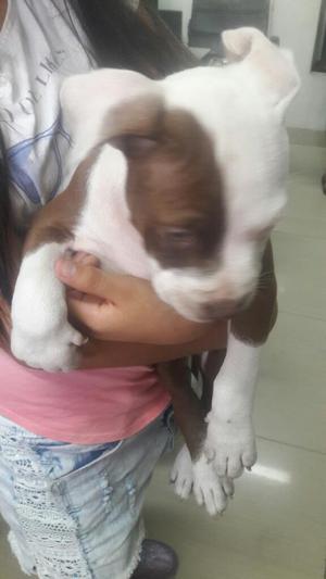 Hermozos Cachorros Pitbull no Cruze