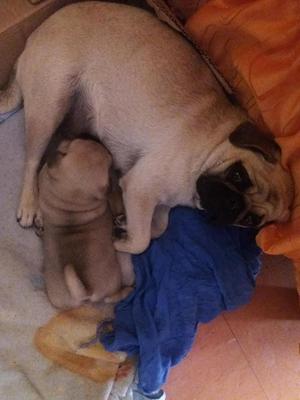 LINDO PUG CARLINO MACHITO