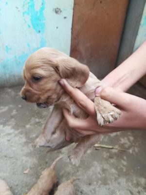 Perritos Cocker