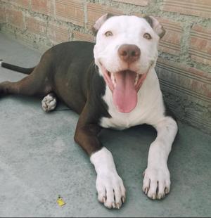 Pitbull Red Nose