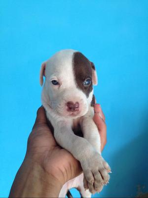 Pittbull Red Nose Fussio