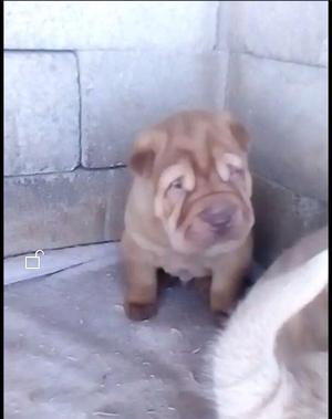 Preciosos Sharpei