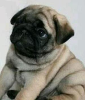 Pug Carlineo