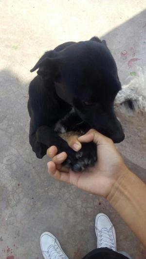 Se Da en Adopcion Cariñosa