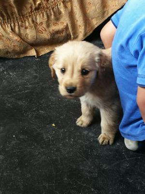 Se Remata Golden Retriver