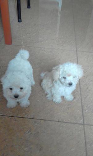 Se Vende Cachurritos Bichon Frise