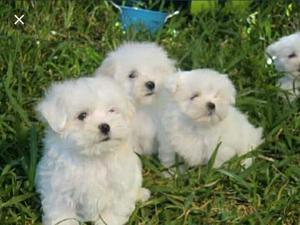 : Se Vende Mis Lindos Cachorros Maltes
