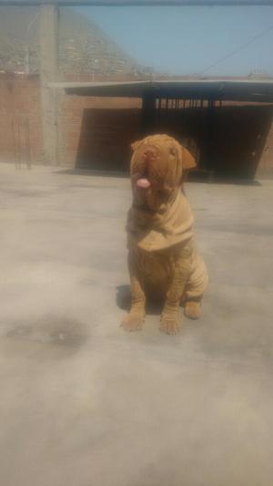 Shar Pei