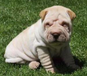 Sharpei