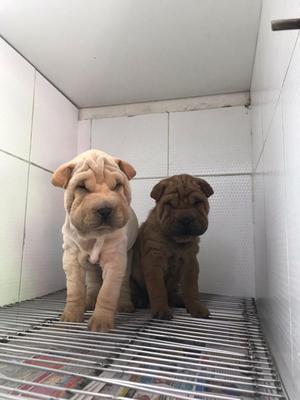 Sharpei