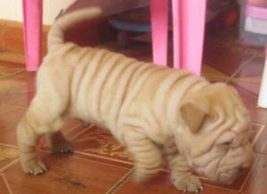 Sharpei