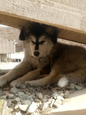 Vendo Cachorro Alaska Malamute