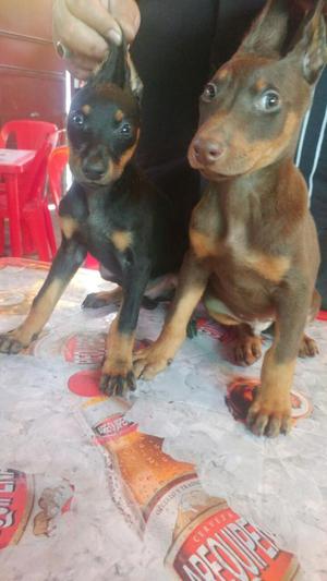 Vendo Cachorros Doberman