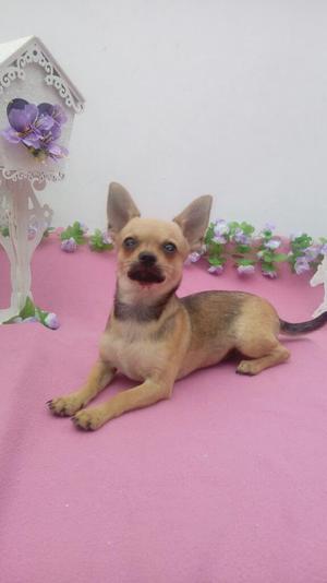 Vendo Chihuahua