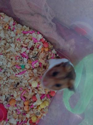 Vendo Hamsters en San Juan de Miraflores