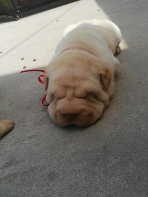 Vendo Hermozos Chachorros Sharpei