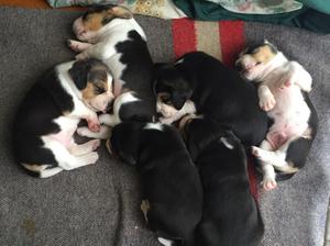 Vendo Lindas Cachorritas Beagle